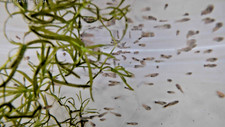 Dumbo guppy fry for sale  Brownsville