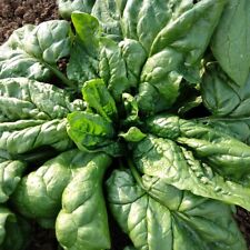 X12 x18 spinach for sale  NOTTINGHAM