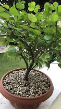 Bonsai prunus mume usato  Brescia