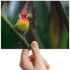 Colourful barbet bird for sale  SELBY