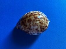 Conchiglia cypraeidae tigris usato  Vigevano