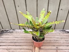 Neoregelia green rabbit for sale  Homestead