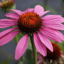 Roter sonnenhut echinacea gebraucht kaufen  Laatzen