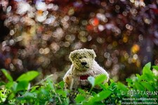 Meyer-Optik TRIOPLAN 50/2.9 | M42 | 100% OK | Bubbly bokeh! comprar usado  Enviando para Brazil