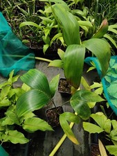 Carpentaria acuminata pot for sale  HOLT