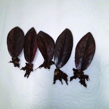 Zamioculcas raven variegata gebraucht kaufen  Kirchseeon