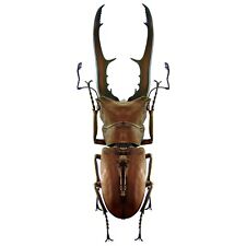 Cyclommatus metallifer stag for sale  Sahuarita