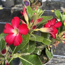 Adenium obesum anouk for sale  HELSTON