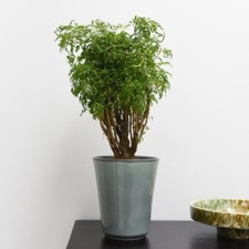 Polyscias fruticosa ming for sale  IPSWICH