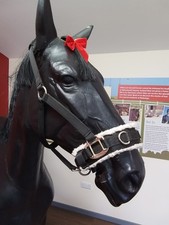 Black shires lined for sale  NORWICH