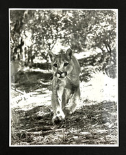 1980s mountain lion for sale  Chattanooga