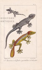1834 gecko print for sale  BIDEFORD