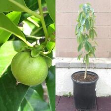 White sapote denzler for sale  Winter Park