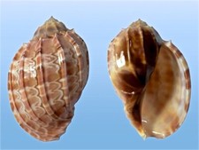 Harpidae, Harpa major, Malaita, Solomon Isl., 94,8 mm, LARGE, SPECIAL COLOR comprar usado Harpidae, Harpa major, Malaita, Solomon Isl., 94,8 mm, LARGE, SPECIAL COLOR comprar usado  Enviando para Brazil