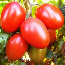 Roma tomate napoli gebraucht kaufen  Recklinghausen