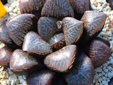 Succulent haworthia mangekyo for sale  Albrightsville