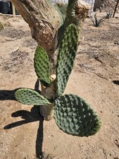 Spineless prickly pear for sale  Lancaster