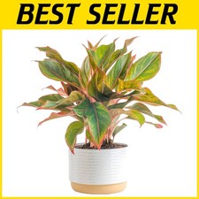 Aglaonema houseplant modern for sale  Voorhees