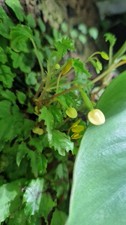 Begonia prismatocarpa cutting for sale  DUNFERMLINE