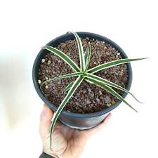 Agave bracteosa estate usato  Napoli
