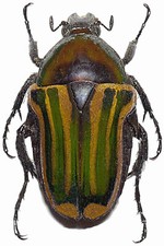 Coptomia mauritania insetto usato  Roma