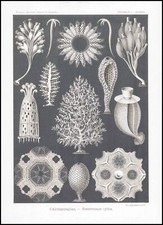 1904 lithograph calcispongiae for sale  ASHFORD