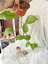 Jade pothos rooted for sale  Windsor