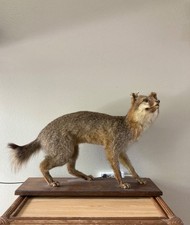 Fox taxidermy full for sale  Kailua Kona