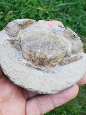 Galene sp. crab for sale  La Plata