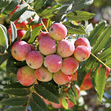 Sorbo sorbus domestica usato  Trappeto