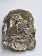Rocas, minerales y fósiles: fósiles de cuarzo, esquisto, caparazón 15 oz. Hermosa carcasa segunda mano Rocas, minerales y fósiles: fósiles de cuarzo, esquisto, caparazón 15 oz. Hermosa carcasa segunda mano  Embacar hacia Mexico