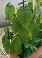 Semenzale seedling annona usato Semenzale seedling annona usato  Padova