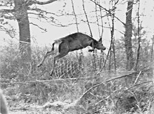Photo chasse panneautage d'occasion  Mer
