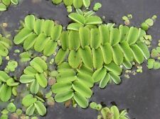 Salvinia natans floating for sale  BLACKBURN