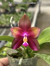 Phal. mituo love for sale  Ambler