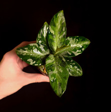 Aglaonema pictum tricolor for sale  ANDOVER