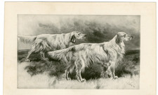 English setter rare for sale  COLEFORD
