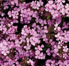 Soapwort flower seeds for sale  Berwyn