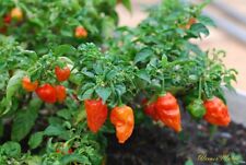 BHUT JOLOKIA * PIMENTA FANTASMA A GRANEL 100 MUNDOS MAIS QUENTES * 1 MILHÃO DE UNIDADES SCOVILLE  comprar usado  Enviando para Brazil