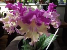 Streptocarpus nina stunning for sale  MAIDENHEAD
