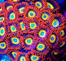 blue zoa for sale blue zoa for sale UK