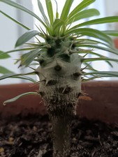 Pachypodium lamerei palmier d'occasion  Saint-Etienne