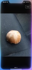 Fossilised sea urchin for sale  SKEGNESS