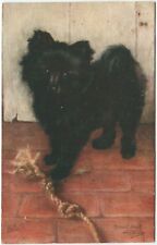Pomeranian puppy maud for sale  DUNDEE