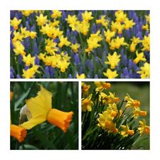 Jetfire narcissus flower for sale  CANTERBURY