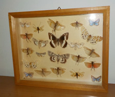 Alter schaukasten schmetterlin gebraucht kaufen Alter schaukasten schmetterlin gebraucht kaufen  Ingolstadt