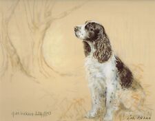 English springer spaniel for sale  WARWICK