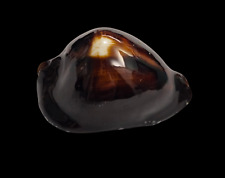 Conchiglia shell cypraea usato  San Cesareo