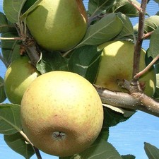 Pommier clochard malus d'occasion  Pouzauges