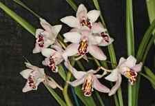 Cymbidium sanderae species for sale  LONDON